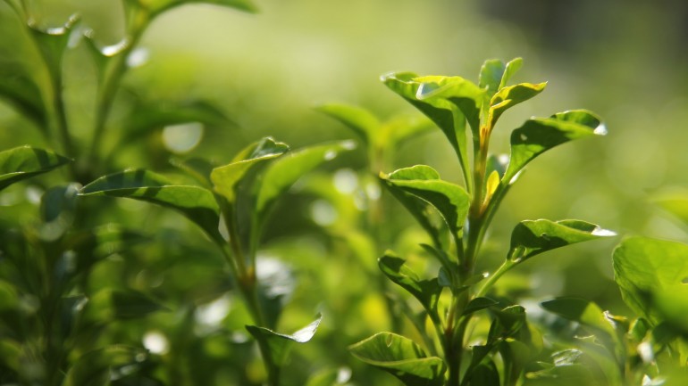 Zielona herbata w kosmetyce – dlaczego ten składnik jest tak ważny dla urody?